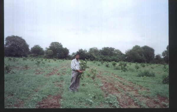 This is my work. Look,how these plants are growing. We really are sincerely taking part in this Mission- Green India. 